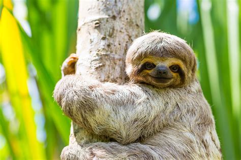 wild sloth animal/